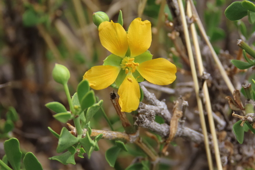 Roepera pubescens