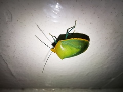 Glaucias