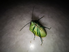 Glaucias