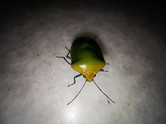 Glaucias