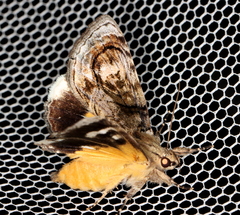 Zalissa catocalina