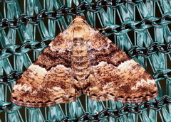 Aporoctena scierodes
