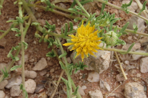 Pegolettia pinnatilobata