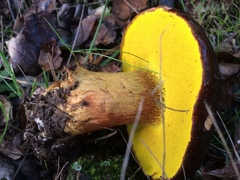 Aureoboletus citriniporus