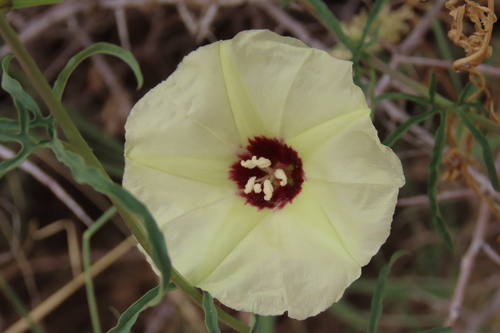 Merremia palmata