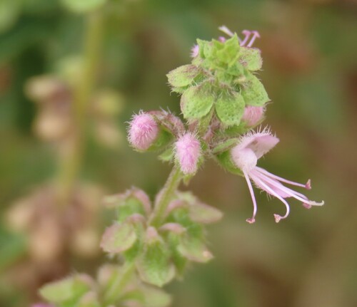 Lime Basil