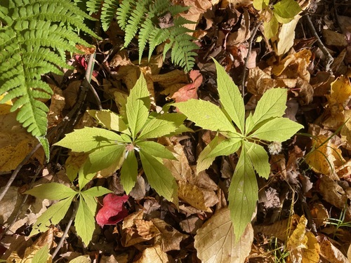 whorled wood aster (Oclemena acuminata)