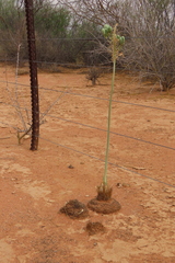 Pseudogaltonia clavata, photograph author not stated, no rights reserved