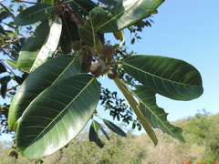 Ficus crocata