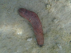 Holothuria edulis