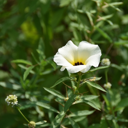 Cuban Buttercup
