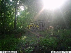 Sylvilagus cunicularius insolitus