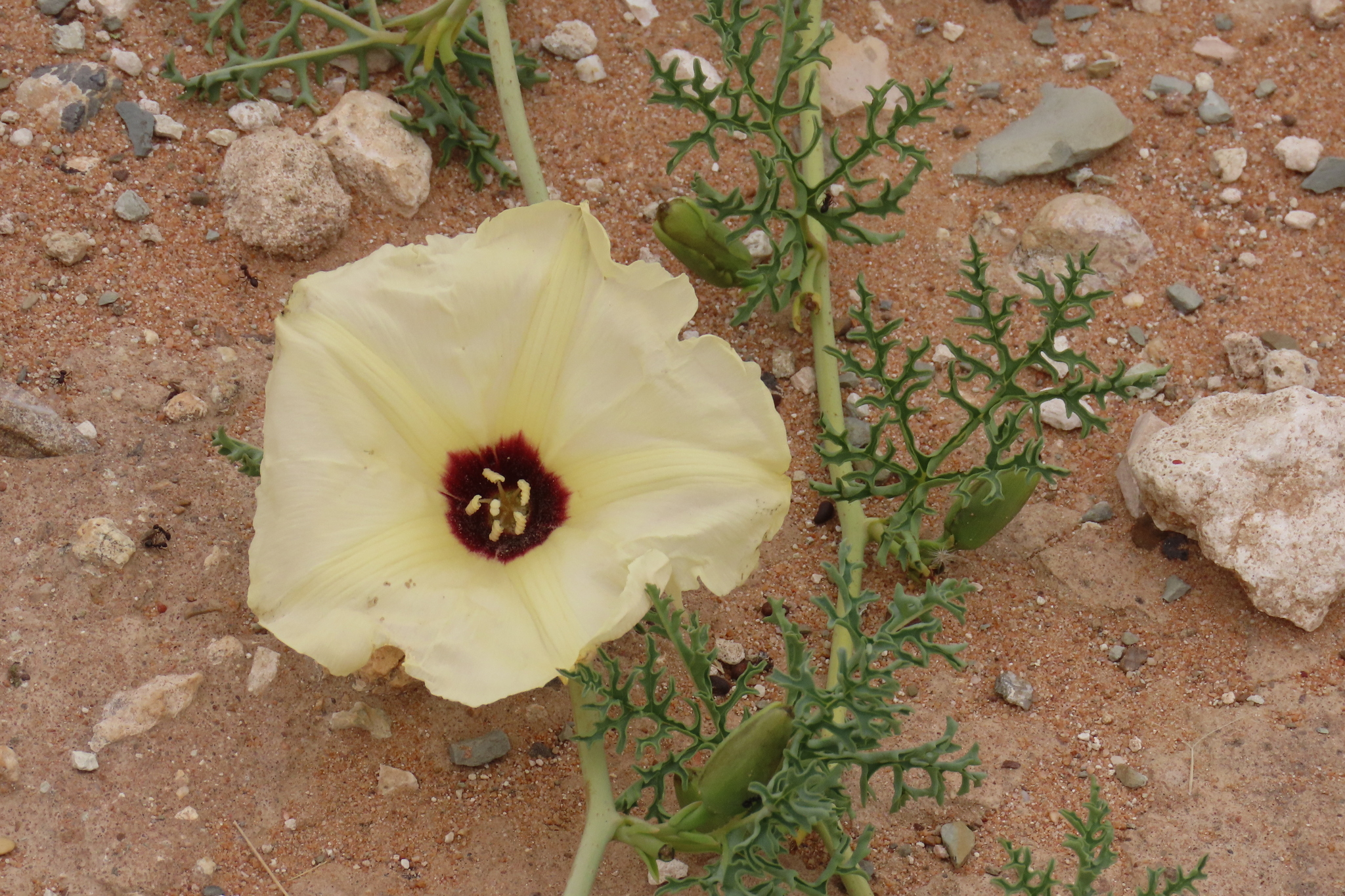 Distimake bipinnatipartitus