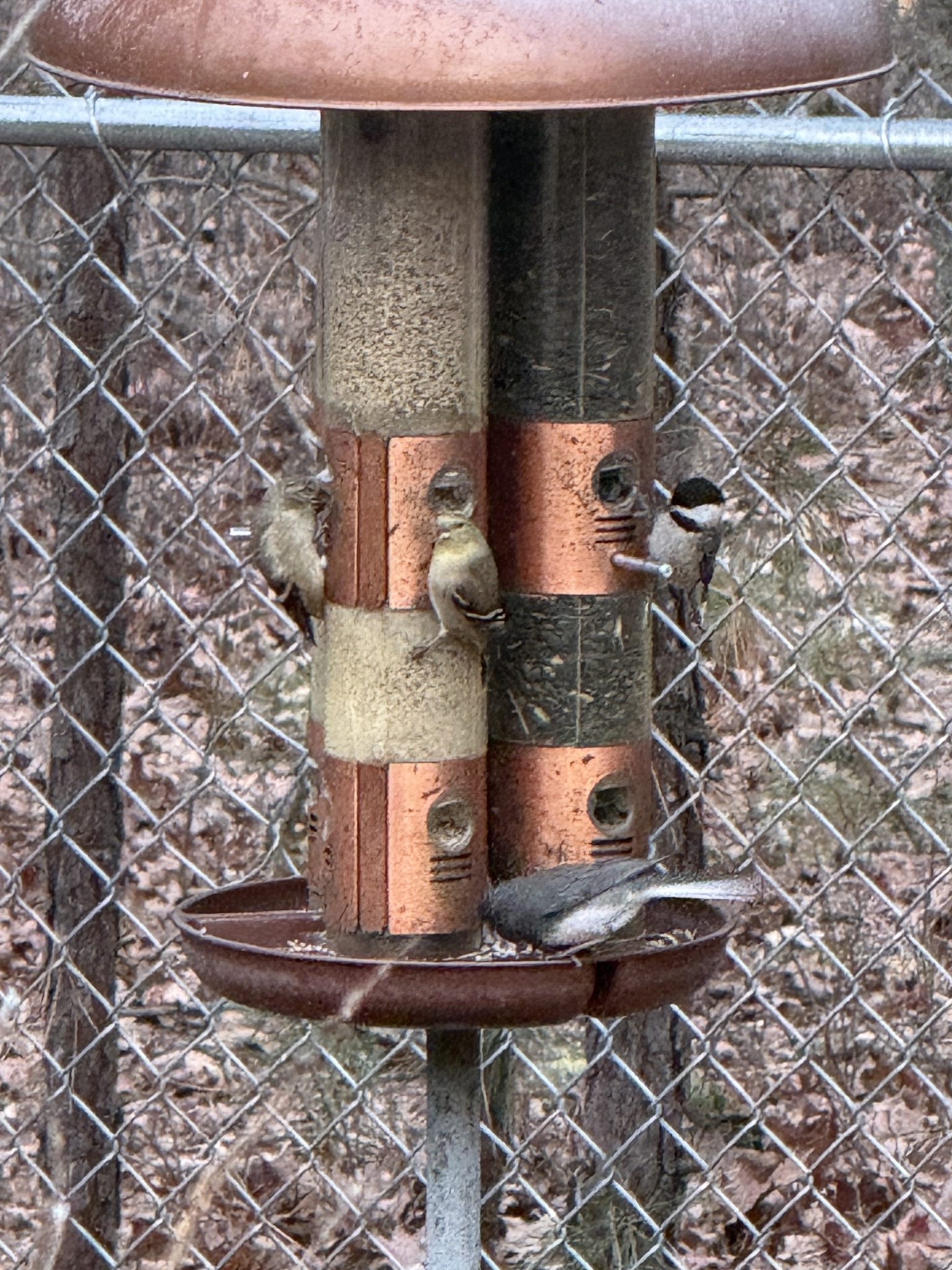 Carolina Chickadee (Poecile carolinensis), photo 1