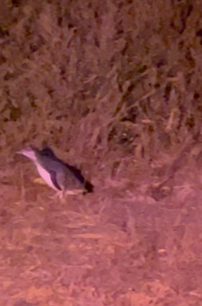 Little Penguin (Eudyptula minor), photo 2