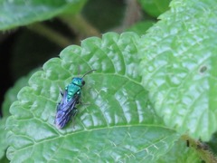 Temnosoma