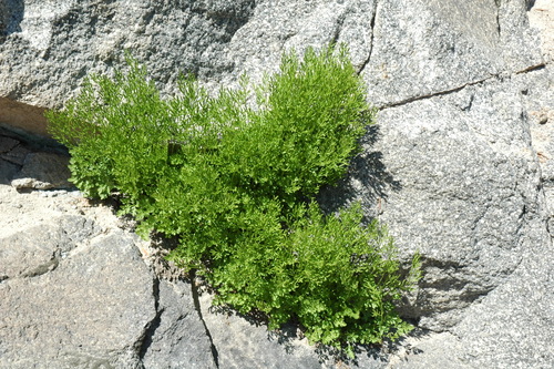 Cascade parsley fern (Cryptogramma cascadensis)