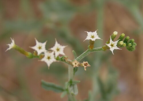Lash String-of-Stars (Heliotropium ciliatum)