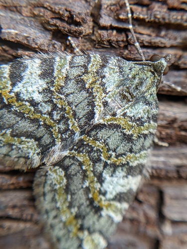Oak Winter Highflyer and Allies photo 3
