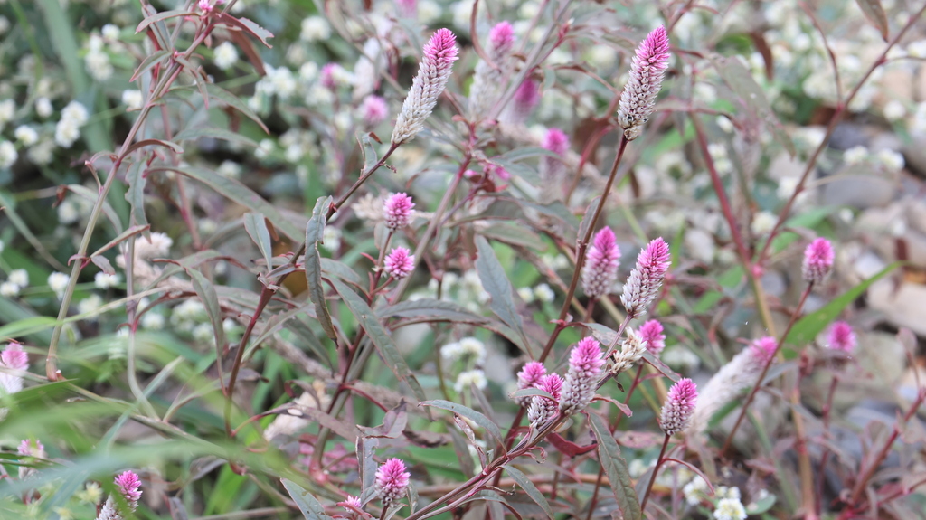 Celosia argentea – Celosia argentea