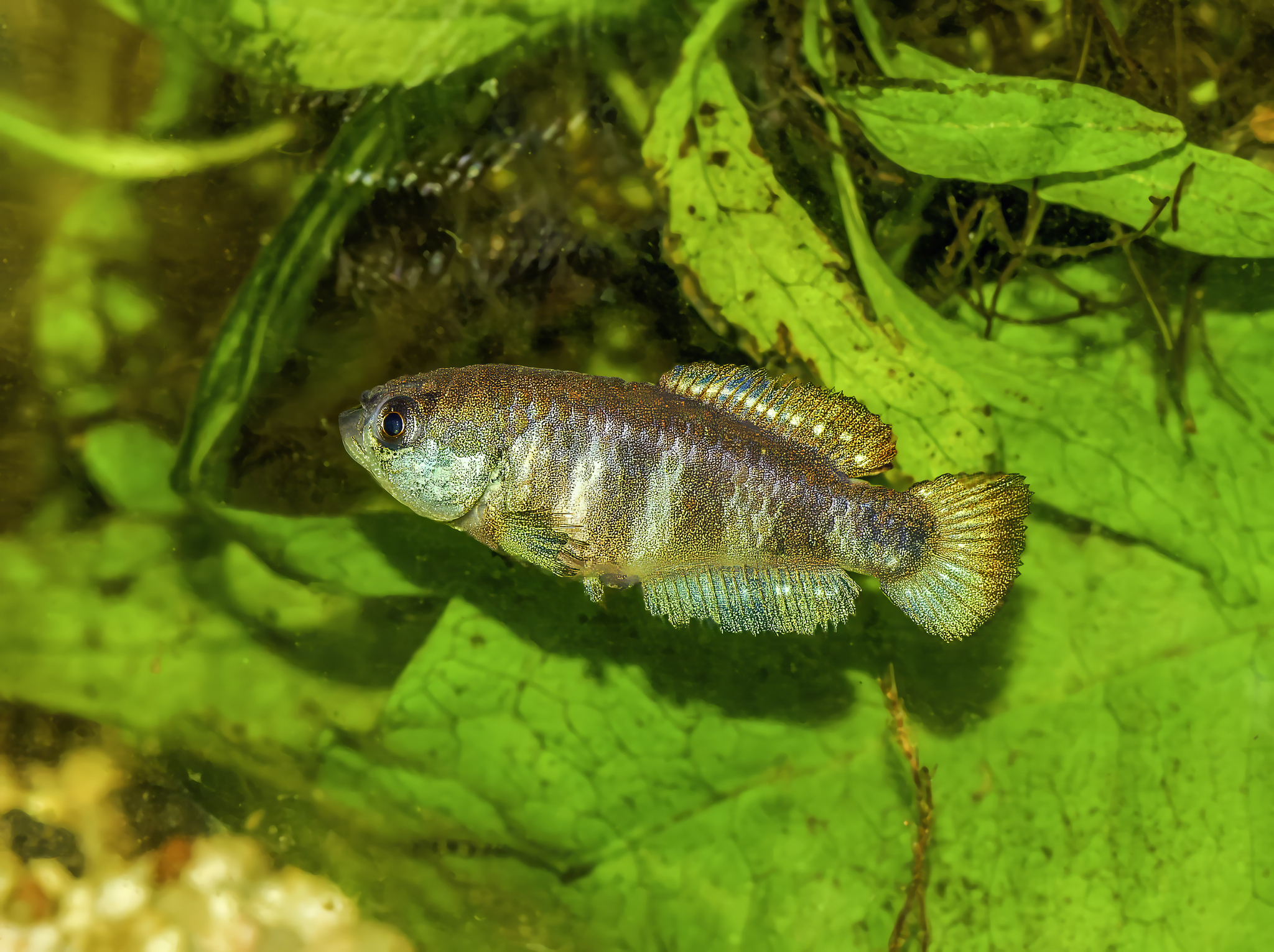 Matilebias paucisquama