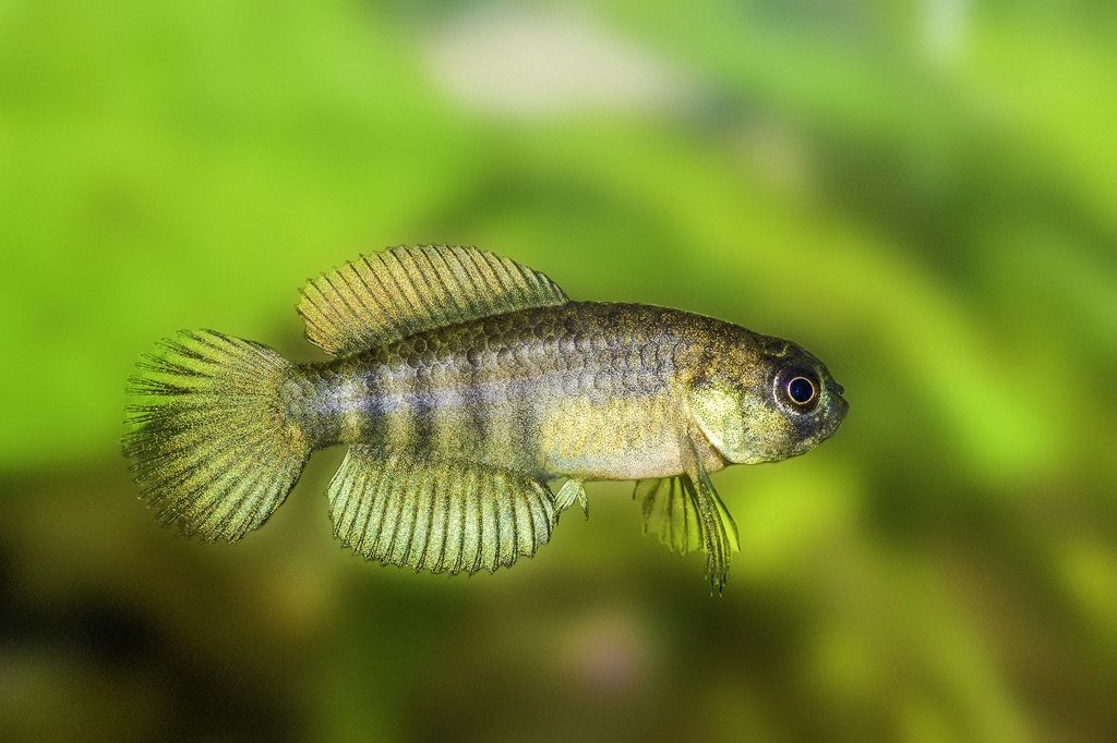 Vlamstaart-prachtkarper (Austrolebias luteoflammulatus) — Rivulidae