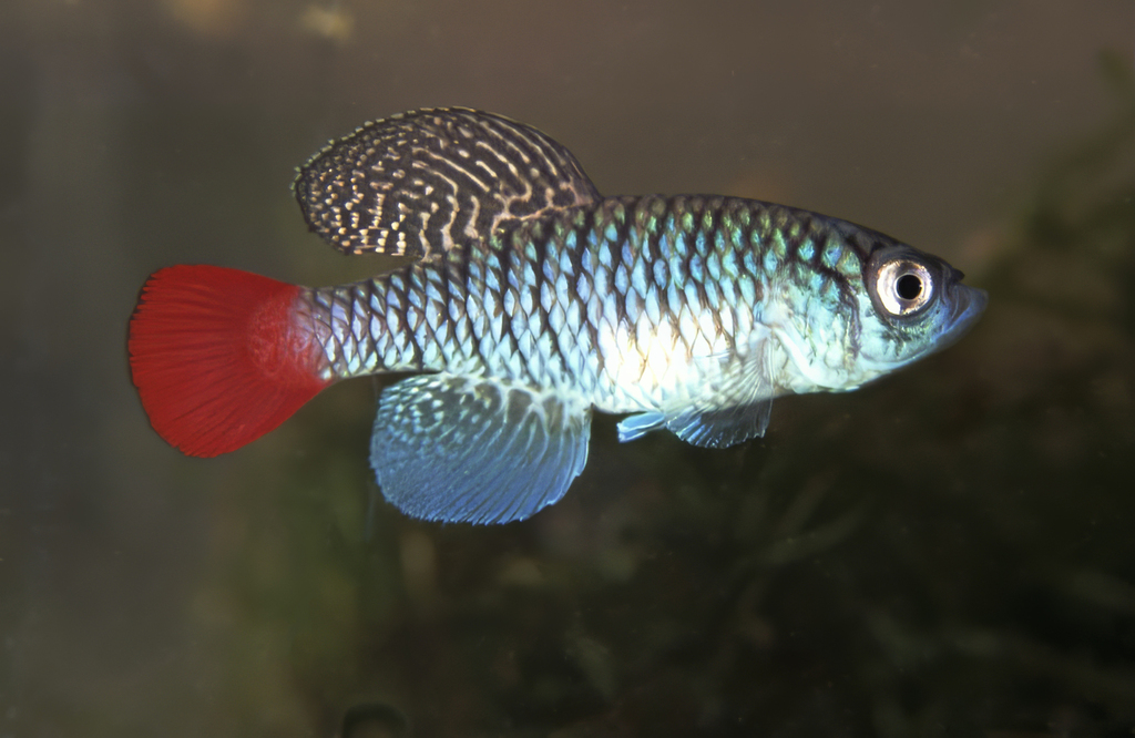 Blue notho (Nothobranchius patrizii) — Nothobranchiidae