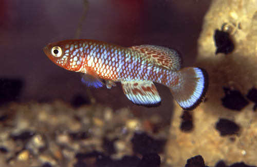 Kafue-prachtkilli (Nothobranchius kafuensis) — Nothobranchiidae