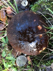 Aureoboletus citriniporus