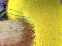 Aureoboletus citriniporus