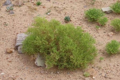 Linear Fagg (Fagonia sinaica)