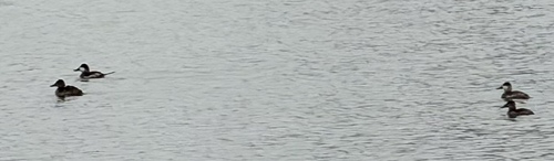 Ruddy Duck (Oxyura jamaicensis), photo 4