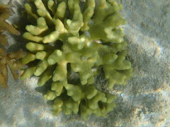 Porites attenuata