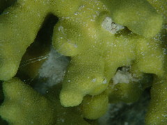 Porites attenuata