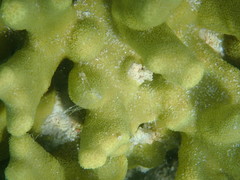 Porites attenuata