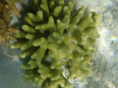 Porites attenuata
