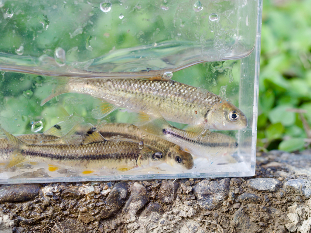 Oily gudgeon (Sarcocheilichthys variegatus) — Cyprinidae