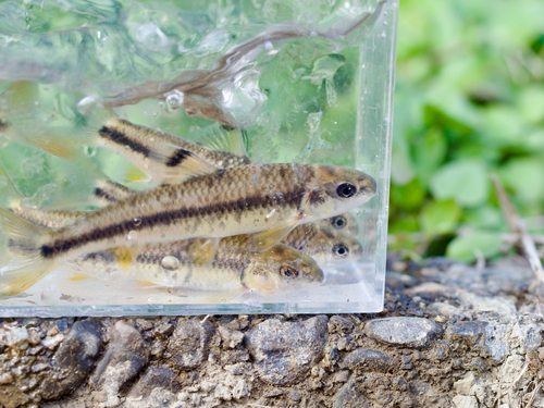 Oily gudgeon (Sarcocheilichthys variegatus) — Cyprinidae — 5