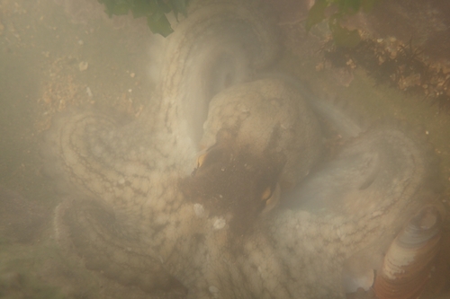 Octopus vulgaris