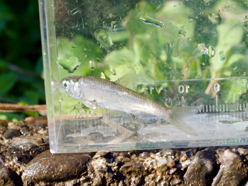 Pale chub (Zacco platypus) — Cyprinidae