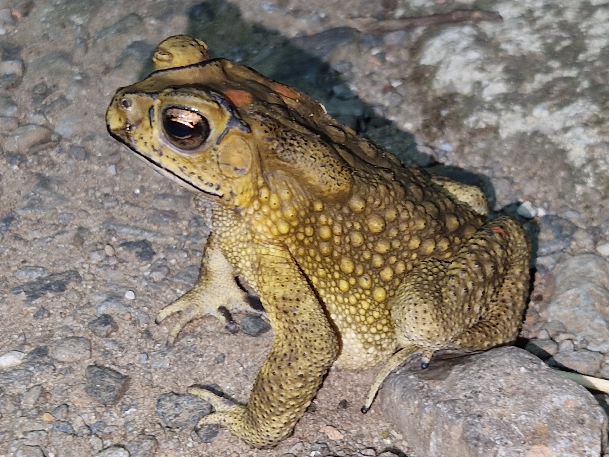 Duttaphrynus melanostictus (Schneider, 1799)