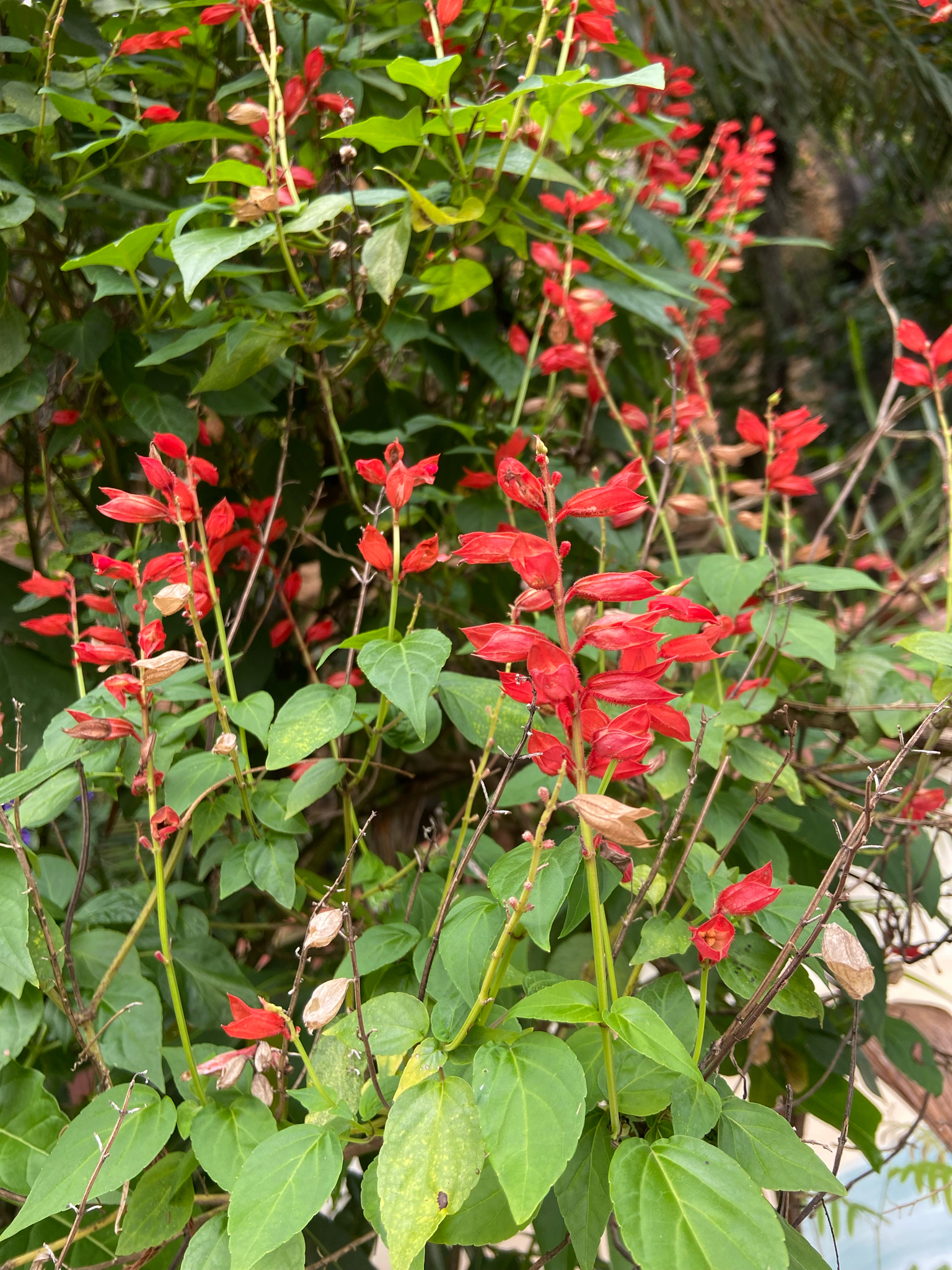 Salvia splendens