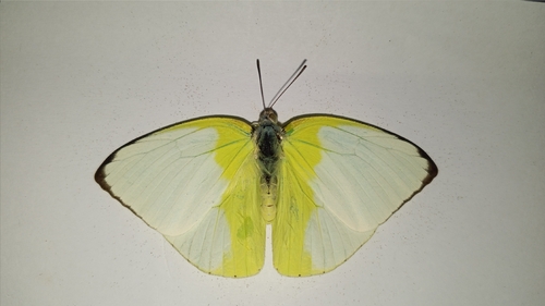 Catopsilia pomona