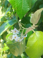 Solanum paniculatum, photograph author not stated, no rights reserved