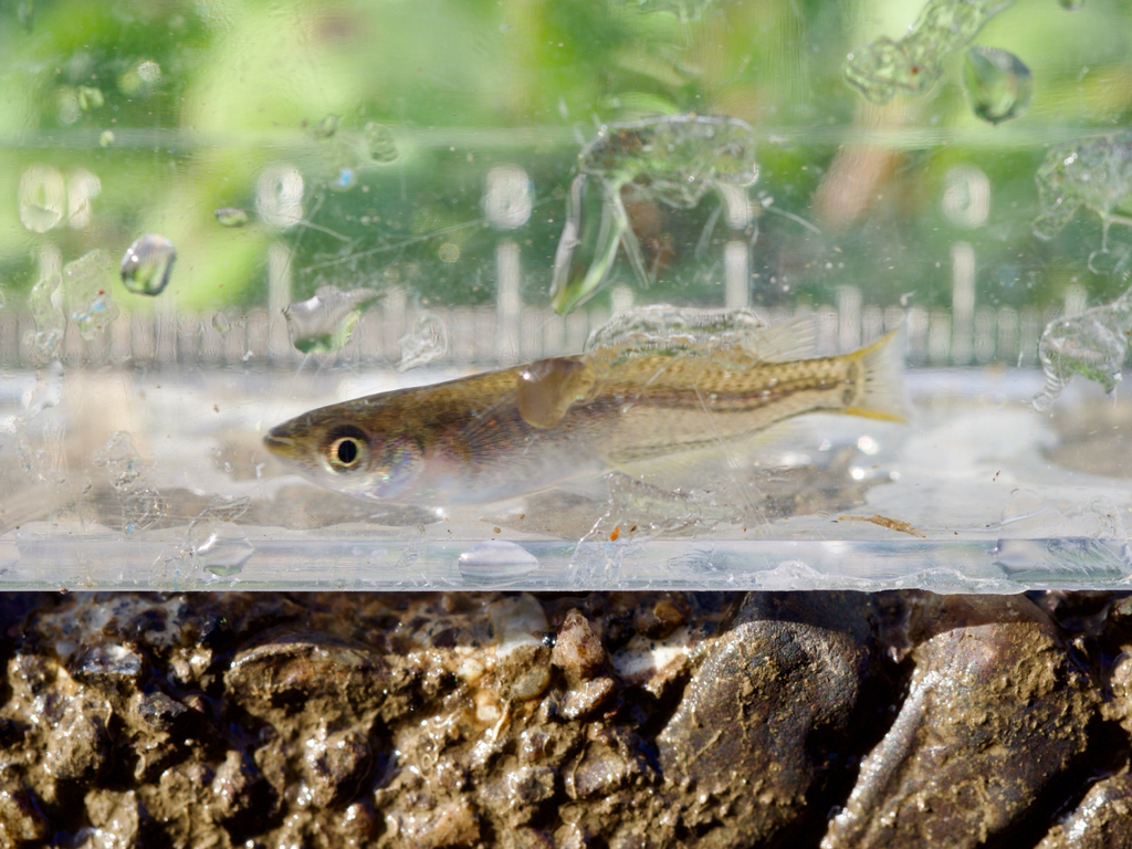 Japanese rice fish (Oryzias latipes) — Adrianichthyidae