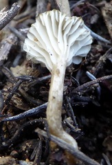 Spodocybe trulliformis