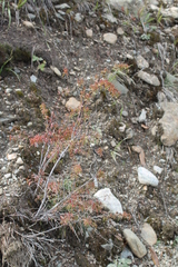 Spiraea alpina