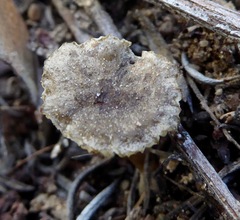 Spodocybe trulliformis