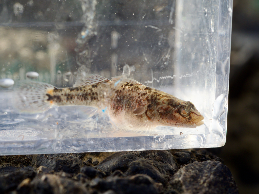 Lizard goby (Rhinogobius flumineus) — Gobiidae