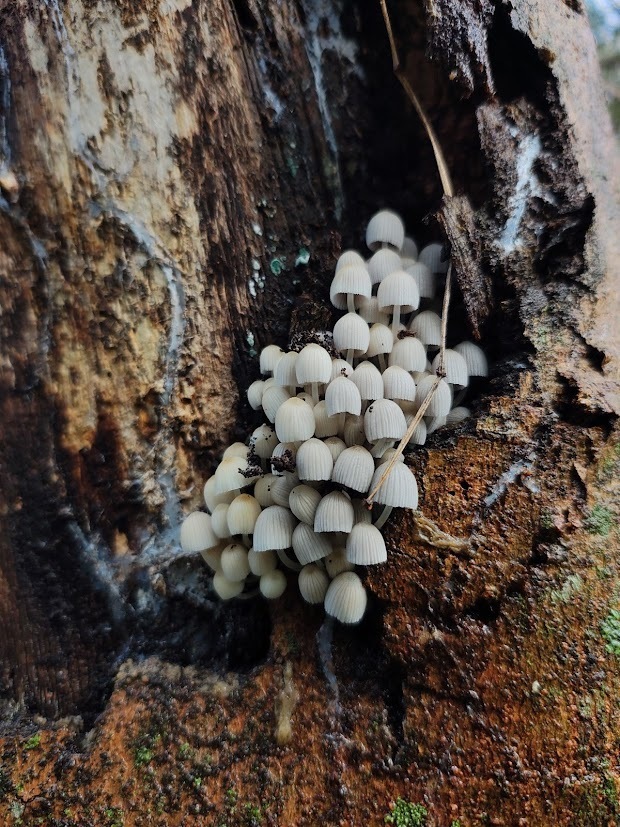 Coprinellus disseminatus · May 2025 · photo: © julianahoppe_ (iNaturalist, cc-by-nc)